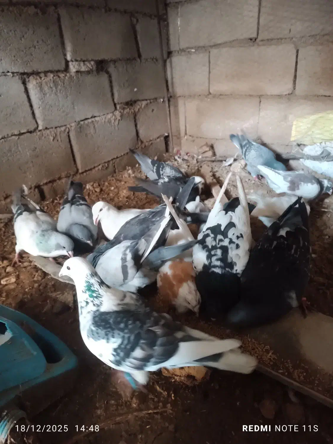 کفتر آلمانی ورنگه|پرنده|سلیمان, |دیوار