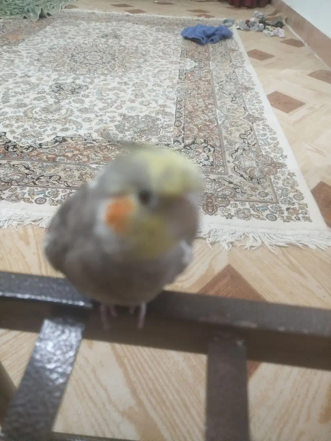 عروس هلندی گم شده|پرنده|خواف, |دیوار