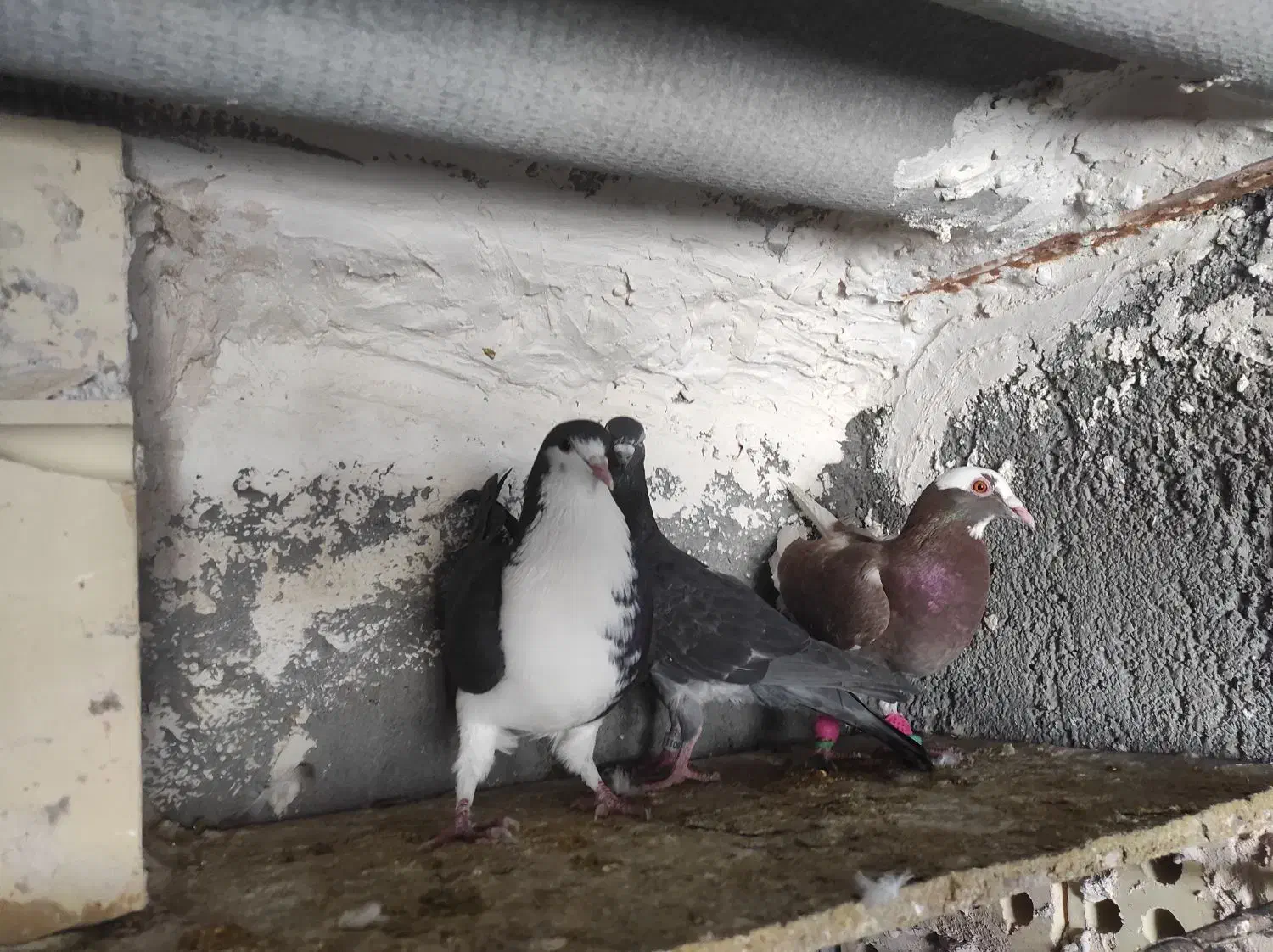 صید|پرنده|مشهد, تلگرد|دیوار