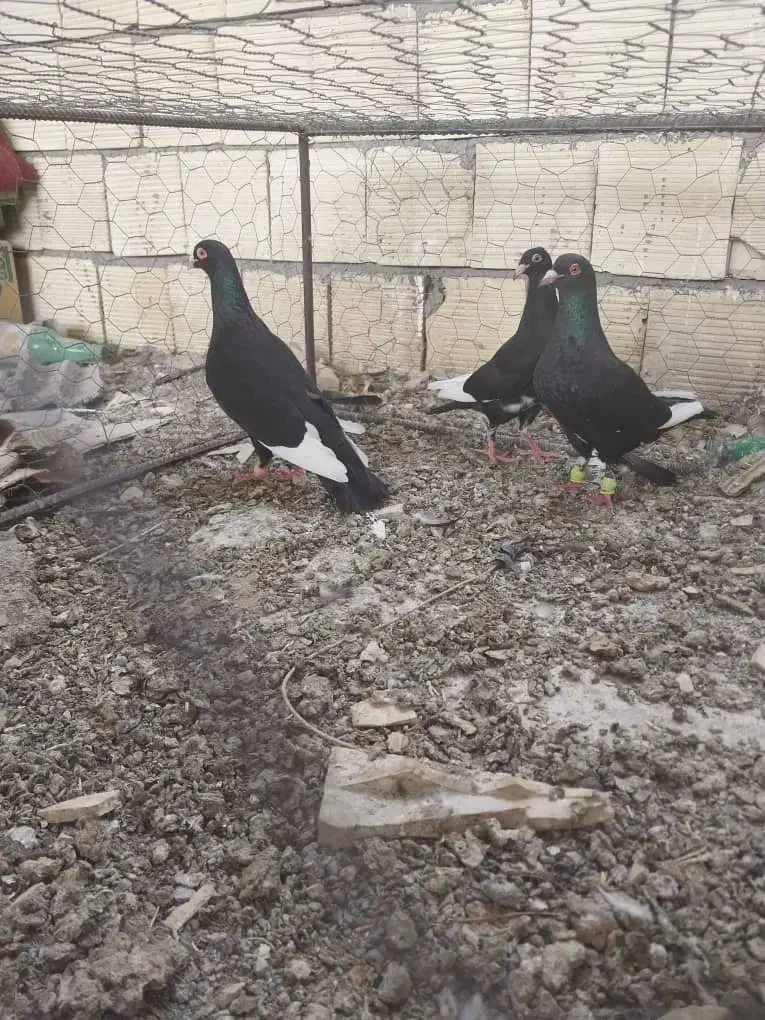 زیل دورگه اصل|پرنده|لنجان, |دیوار