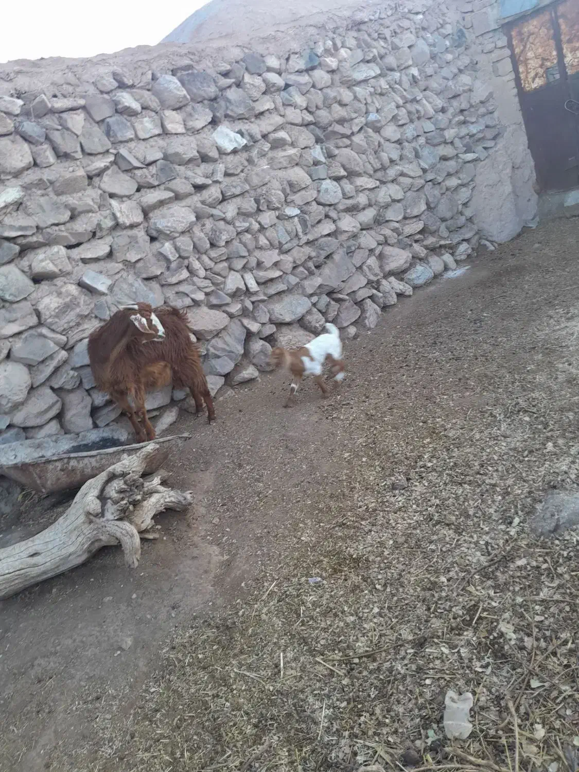 بزمحلی دورگه شیرا جوان با کره|حیوانات مزرعه|کرمان, |دیوار