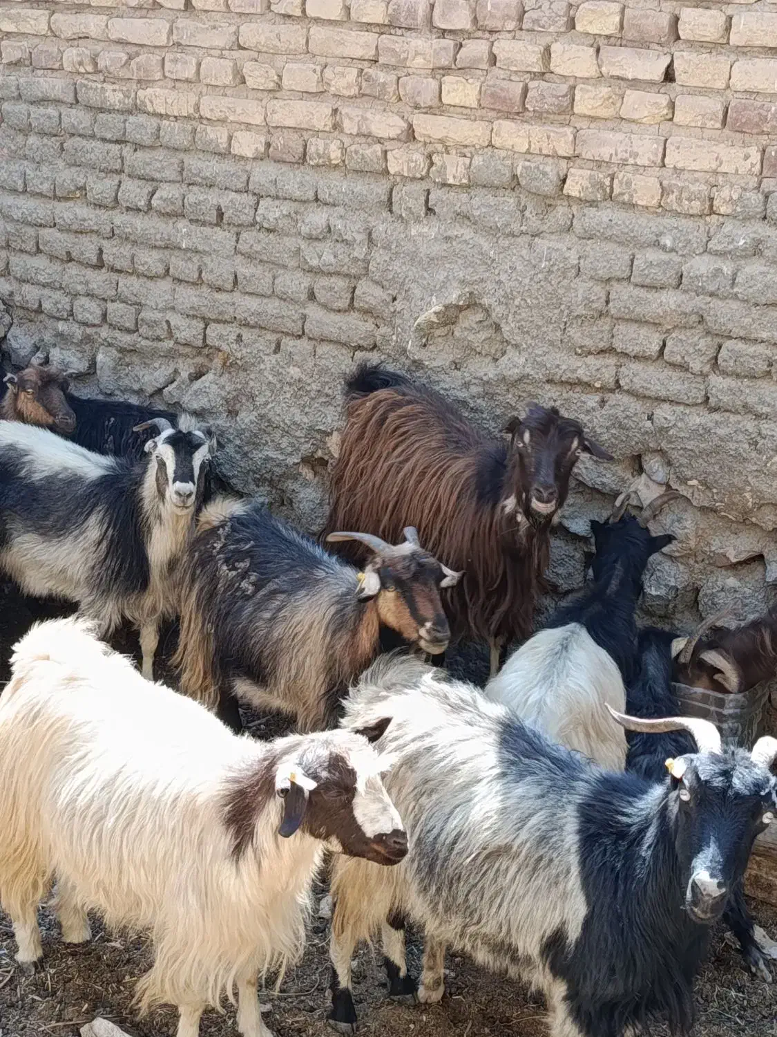 بز بومی جوان در کاشان|حیوانات مزرعه|قم, امامزاده ابراهیم|دیوار