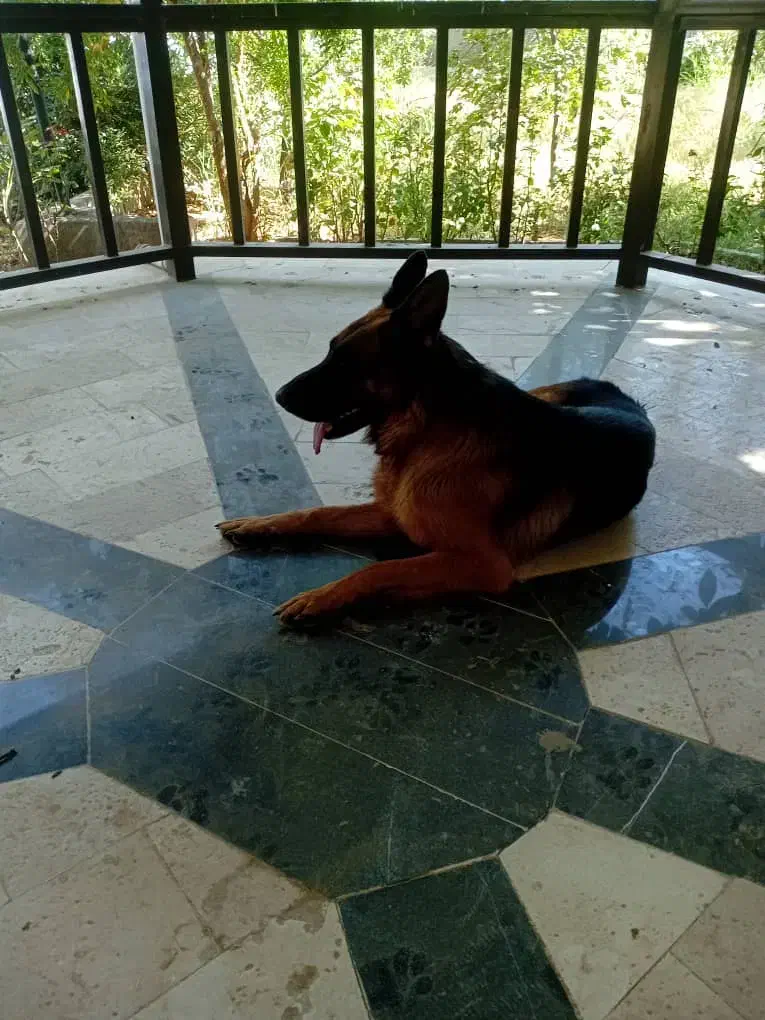 سگ ژرمن نر|سگ|قزوین, |دیوار