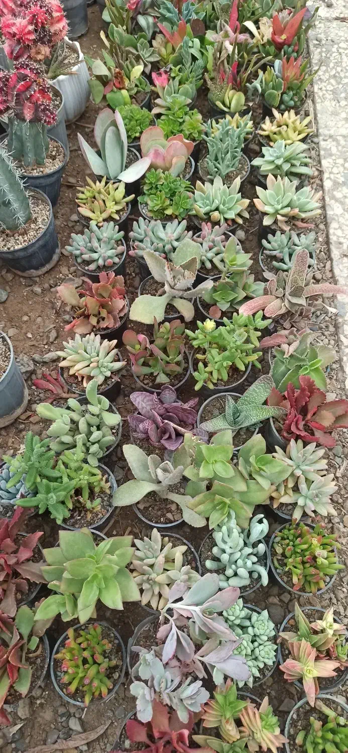 کاکتوس بذری|گل و گیاه طبیعی|مشکین‌دشت, |دیوار