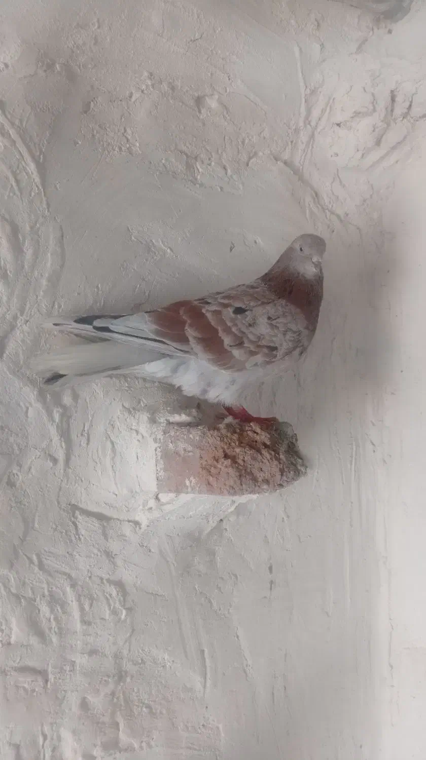 ماه|حیوانات|اردبیل, |دیوار