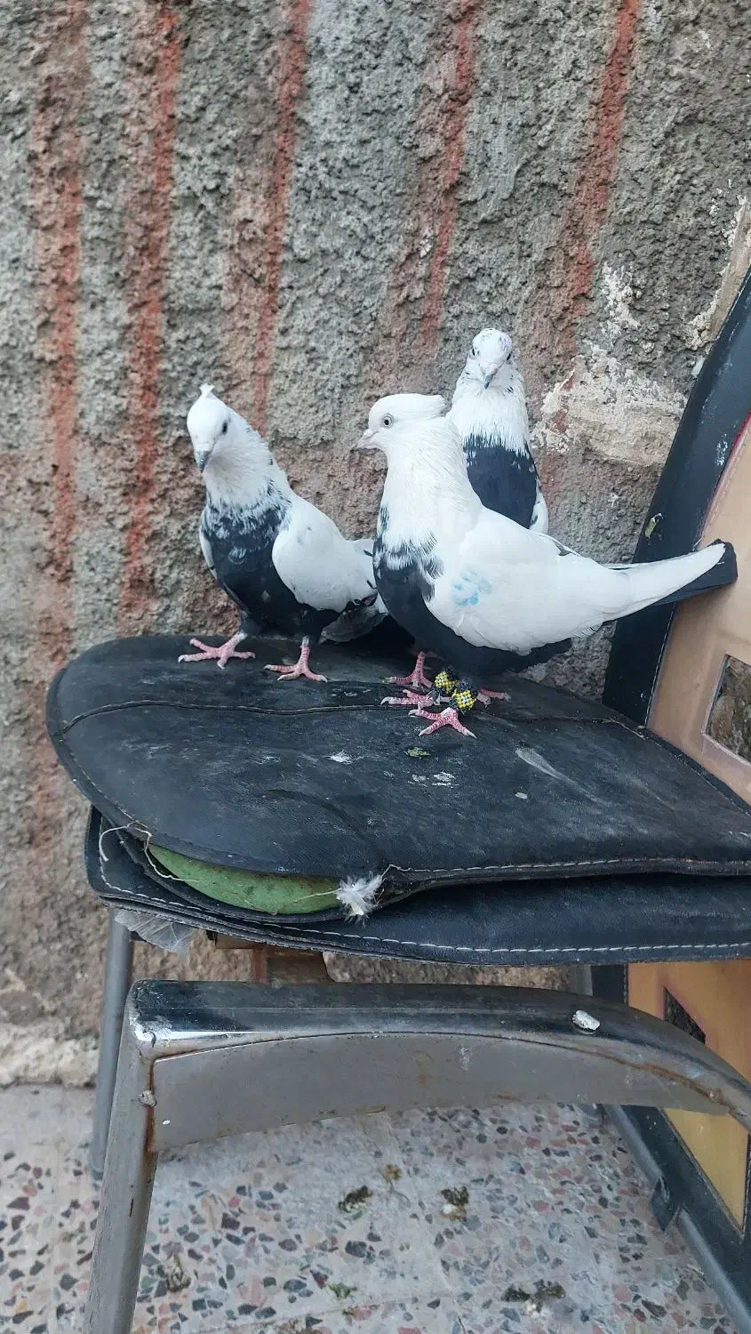 دمی|پرنده|خرم‌آباد, |دیوار