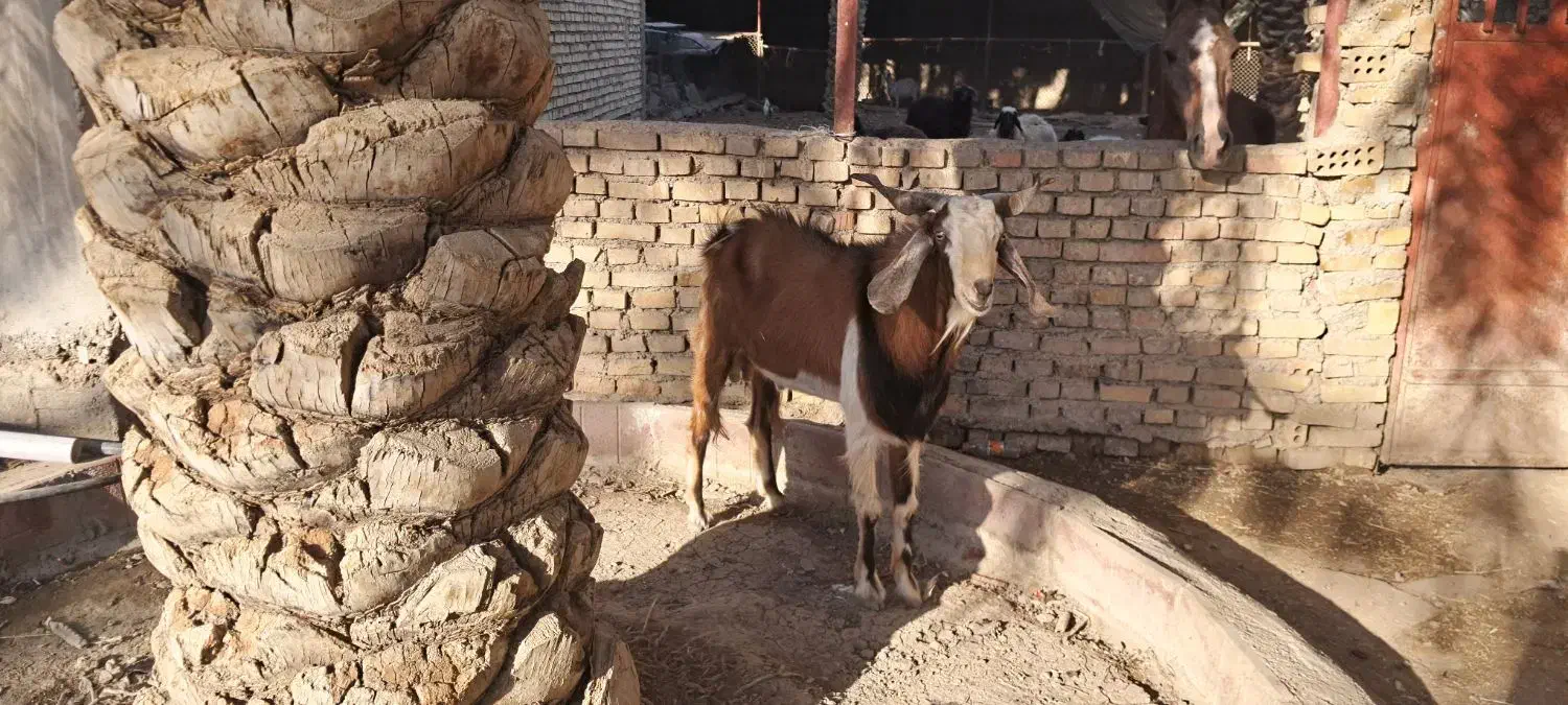 بز نر|حیوانات مزرعه|شادگان, |دیوار