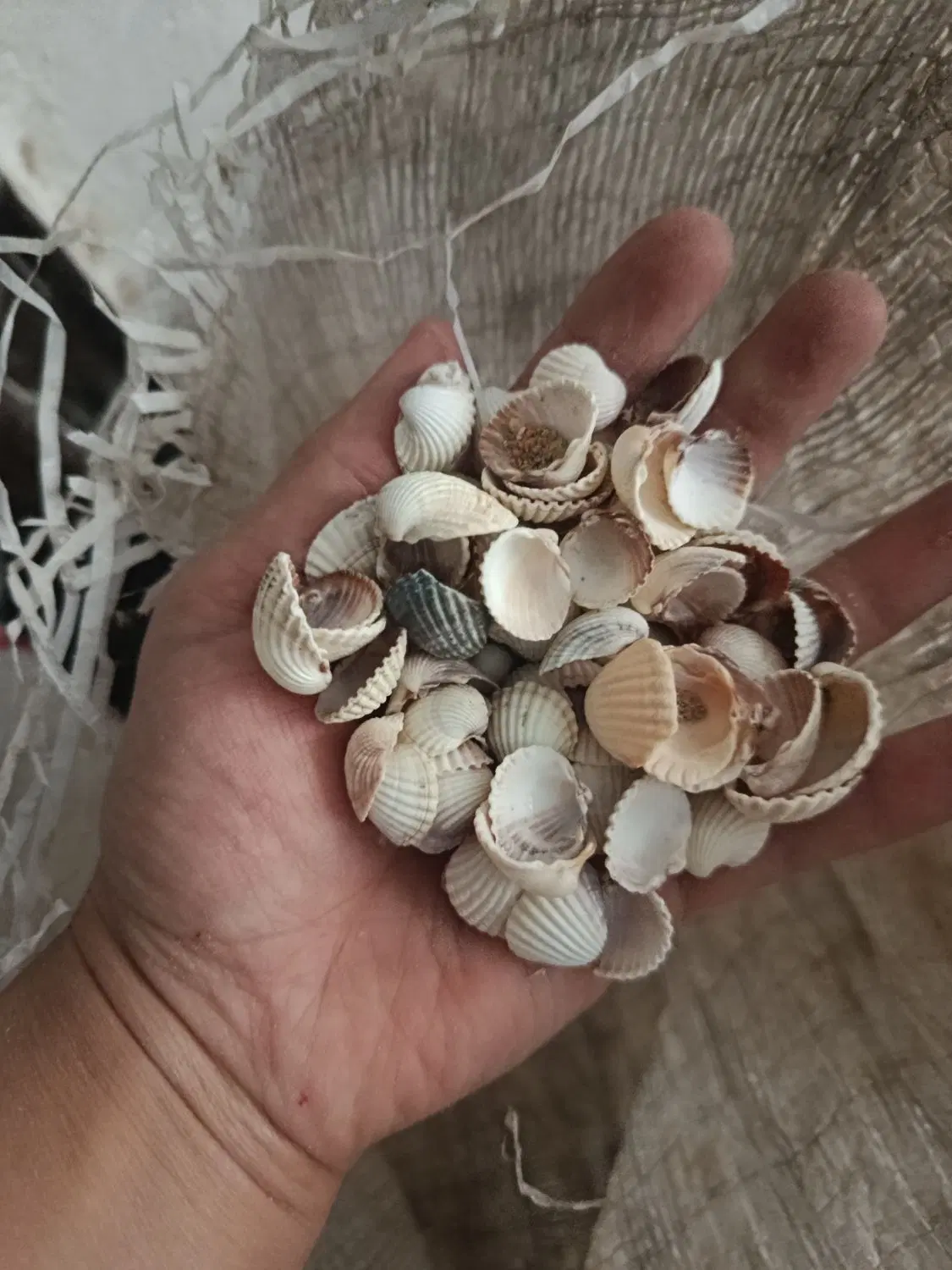 صدف|صنایع دستی و سایر لوازم تزئینی|مشهد, حجاب (شهرک غرب)|دیوار
