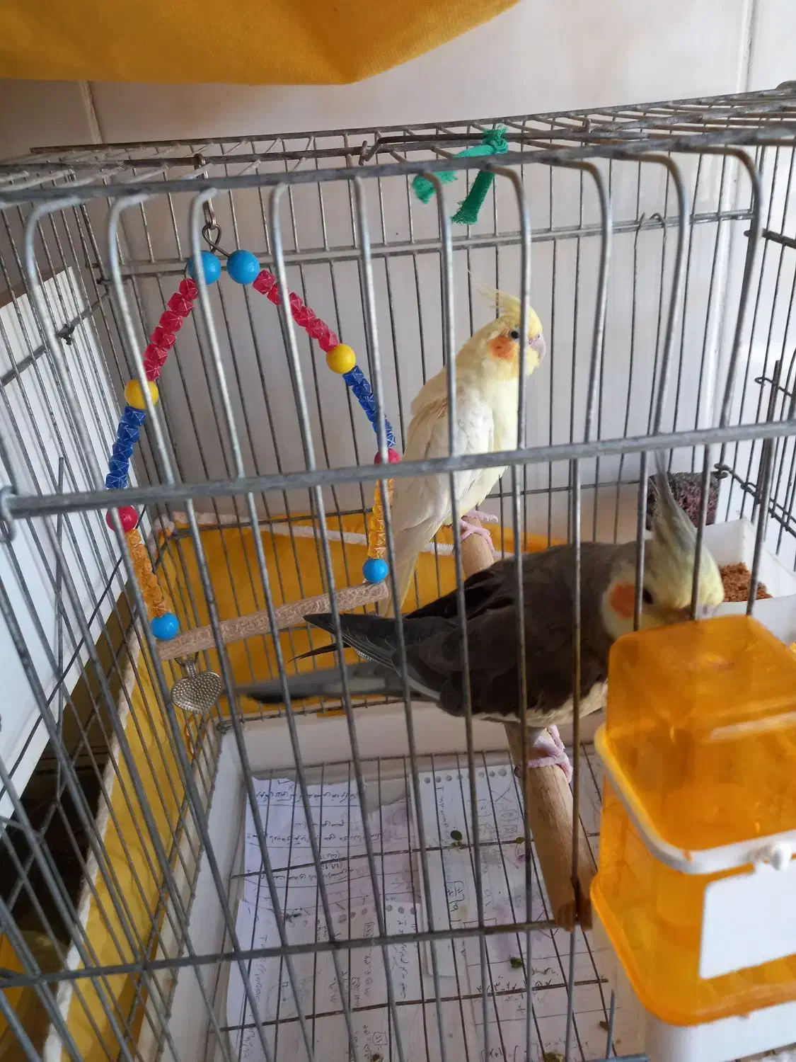 یک جفت عروس هلندی|پرنده|سردرود, |دیوار