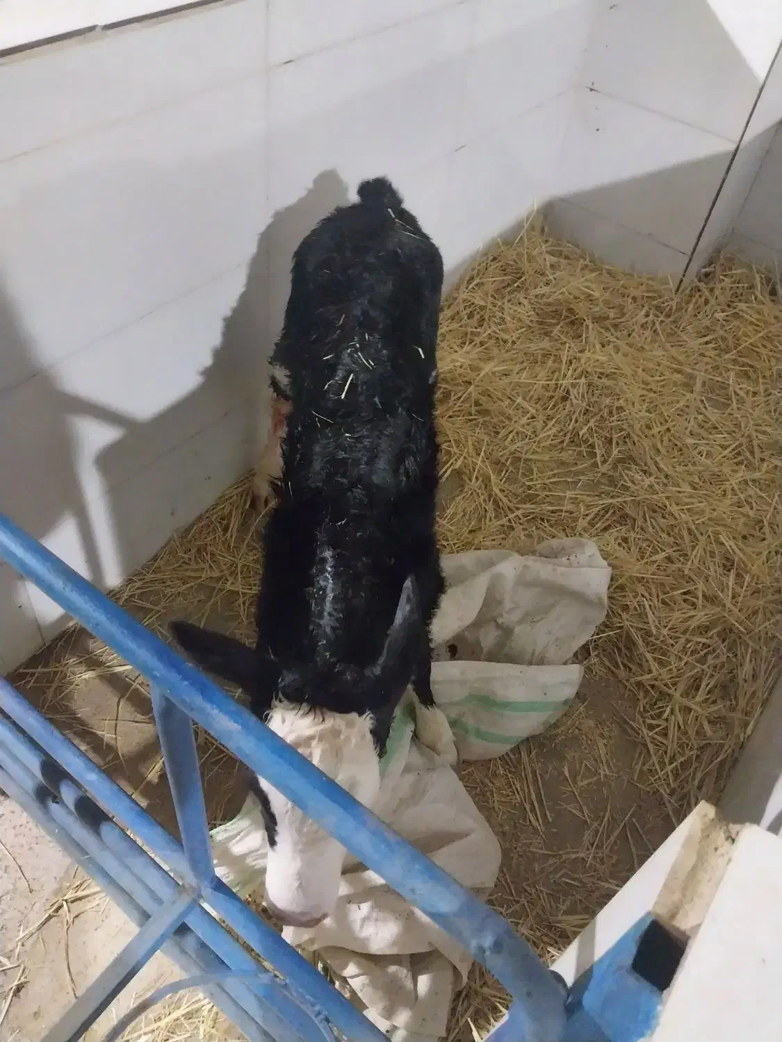 گاو گوساله تلیسه|حیوانات مزرعه|تربت جام, یحیی آباد|دیوار