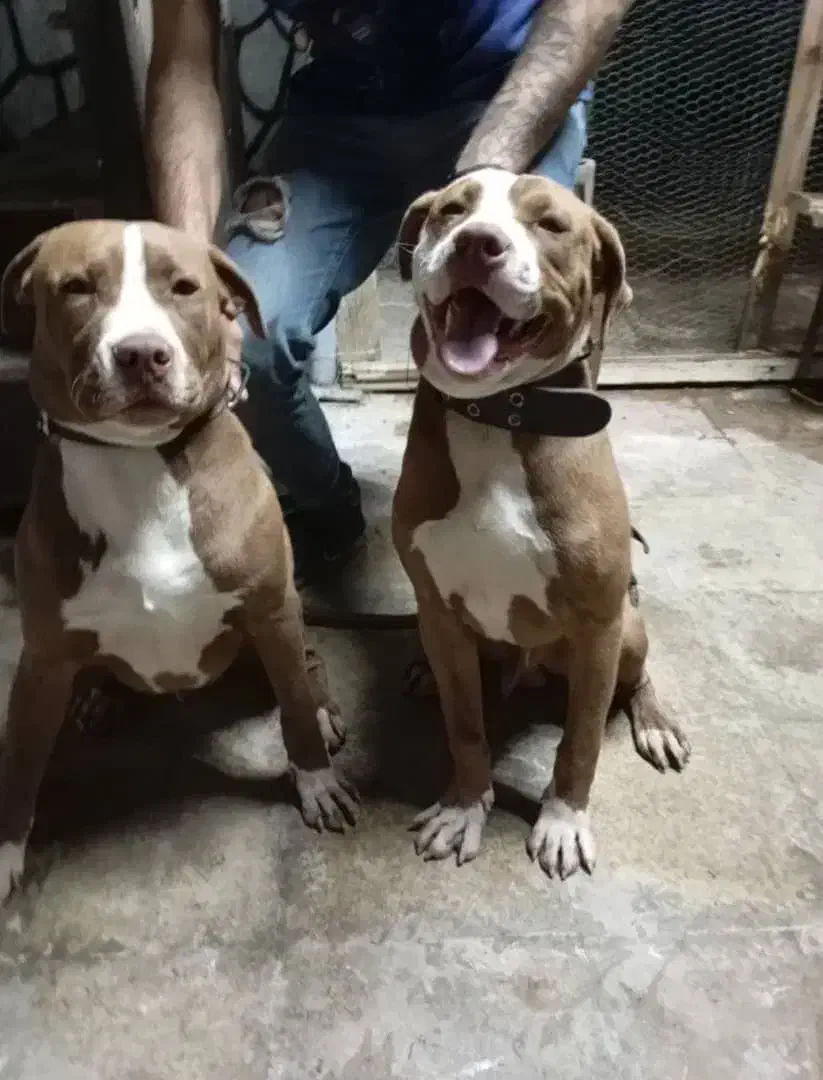 سگ پید بل|سگ|خورموج, |دیوار