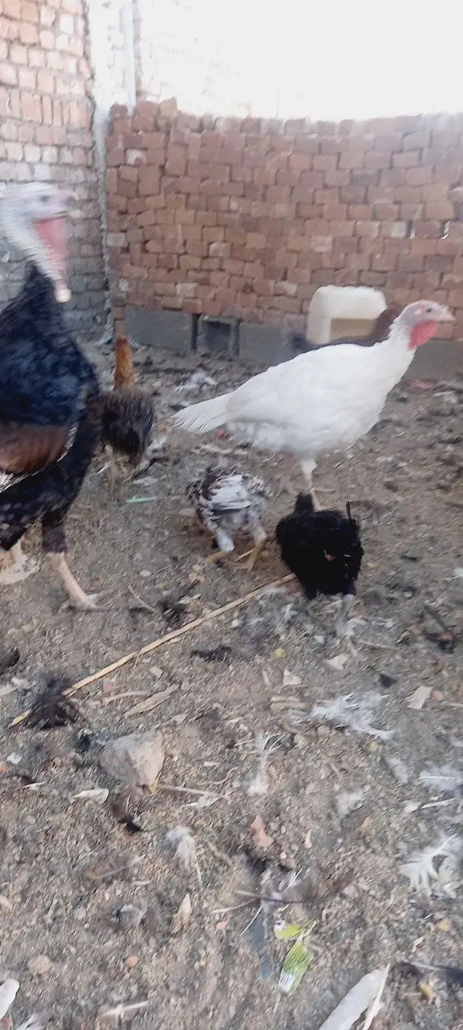 مرغ محلی|حیوانات مزرعه|زاهدان, |دیوار