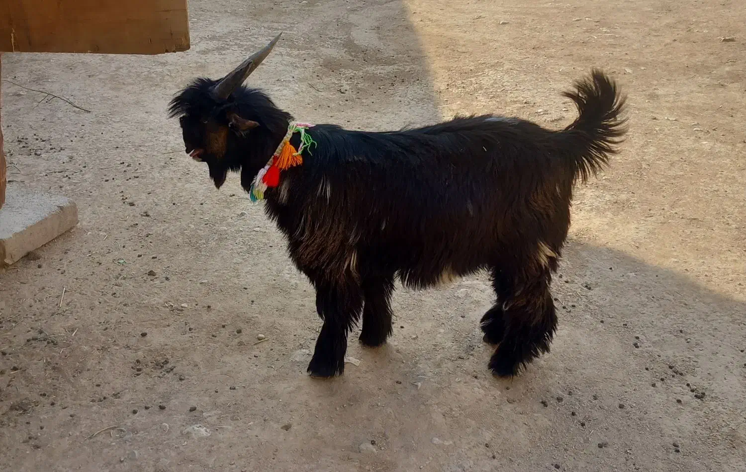 بیگ ختمی|حیوانات مزرعه|ایذه, |دیوار