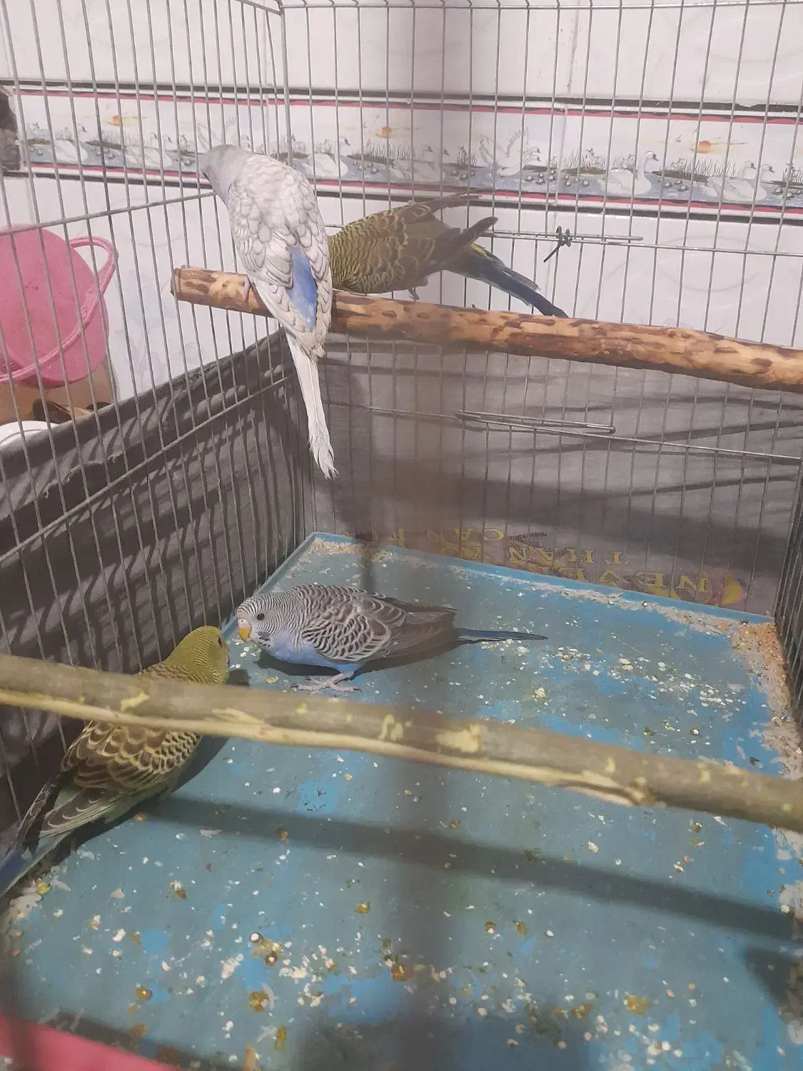 چهار مرغ عشق برا فروش سوسنگرد|پرنده|سوسنگرد, |دیوار