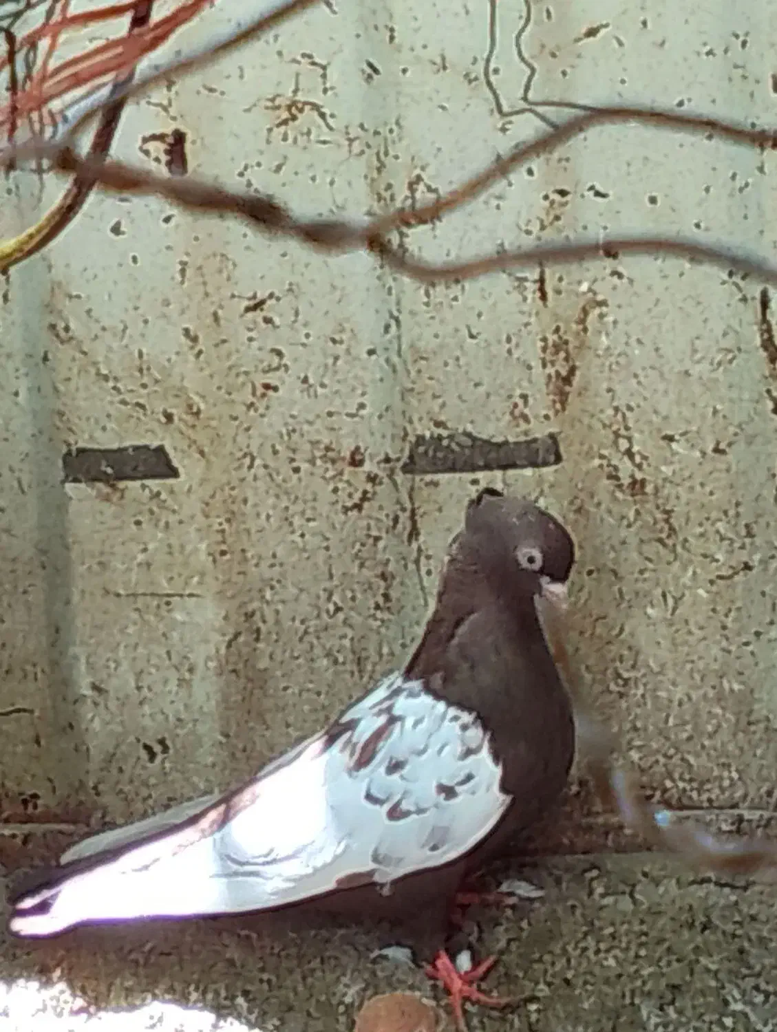 یک جفت سینه سه تومن سینه مشکی ماده وکله سیاه ماده|پرنده|آشخانه, |دیوار