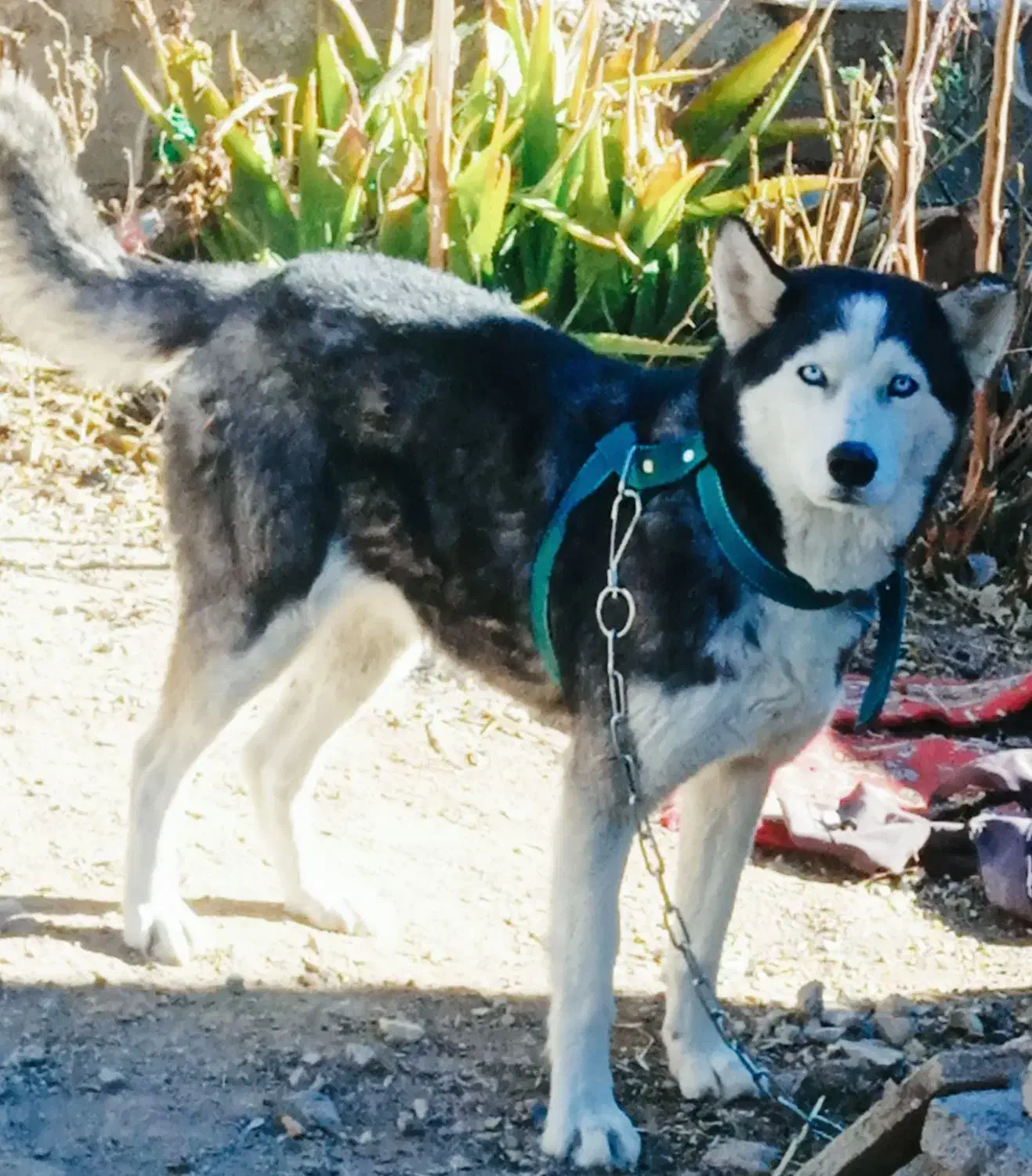 سگ هاسکی|سگ|ارسنجان, |دیوار