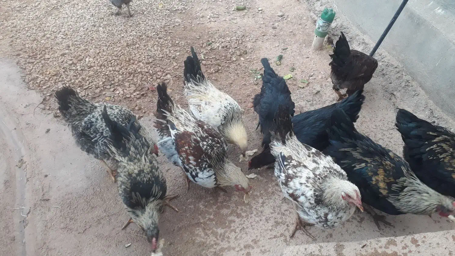 ۶ عدد کلشیر سرحال جوان به فروش میرسد|حیوانات مزرعه|قلعه شاهین, |دیوار