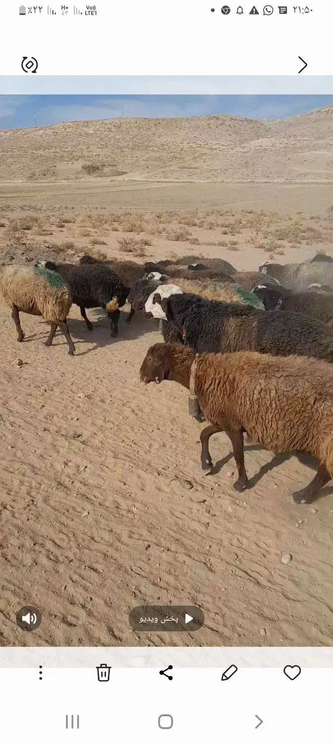 فروش گوسفند|حیوانات مزرعه|داران, |دیوار