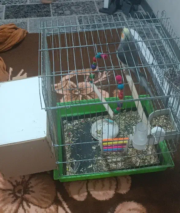 عروس هلندی نر سالم با قفس|پرنده|مشکیندشت, |دیوار