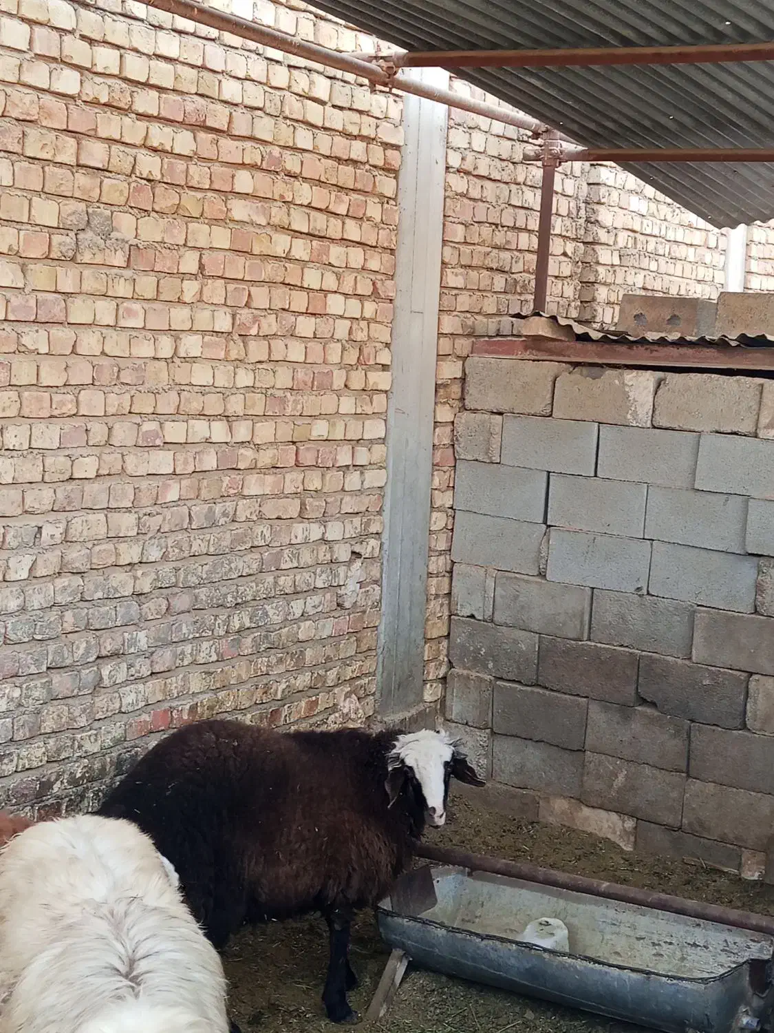 2 راس بره چاق|حیوانات مزرعه|جرقویه, |دیوار