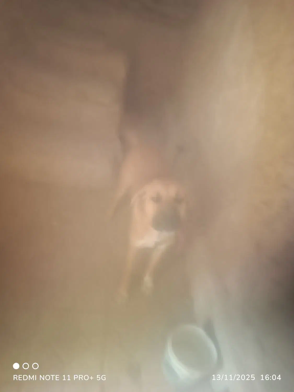 سگ. نگهبان. وگله|سگ|بیرجند, |دیوار