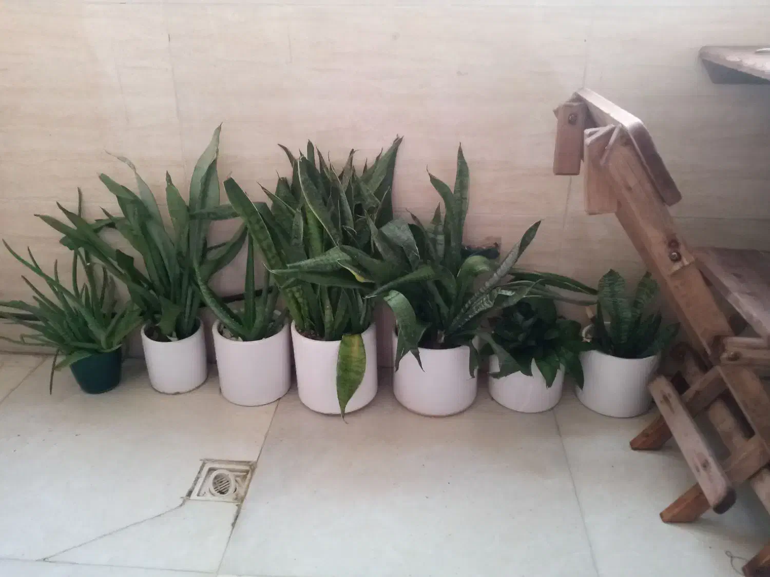 گل سانسوریا پاکوتاه|گل مصنوعی|کرج, گلشهر|دیوار