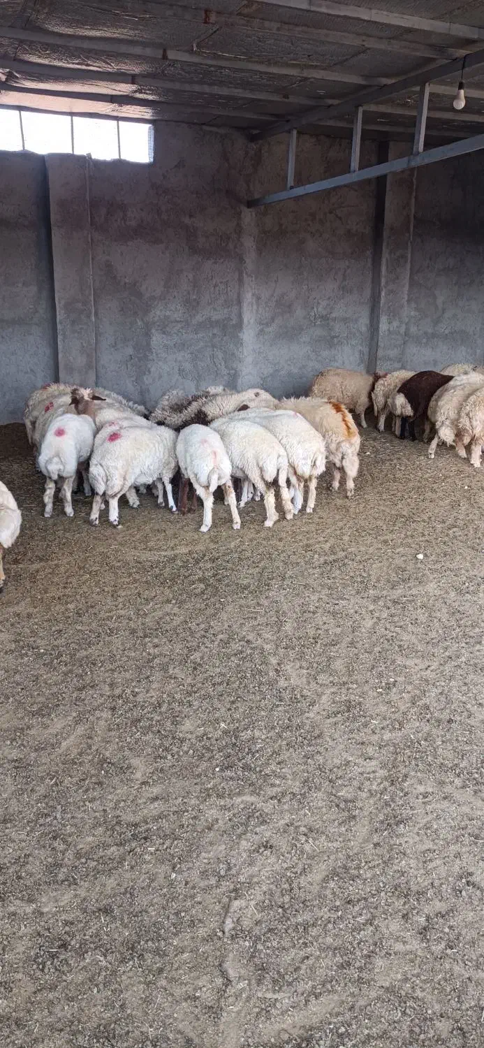 بره ماده داشتی|حیوانات مزرعه|آبدانان, |دیوار