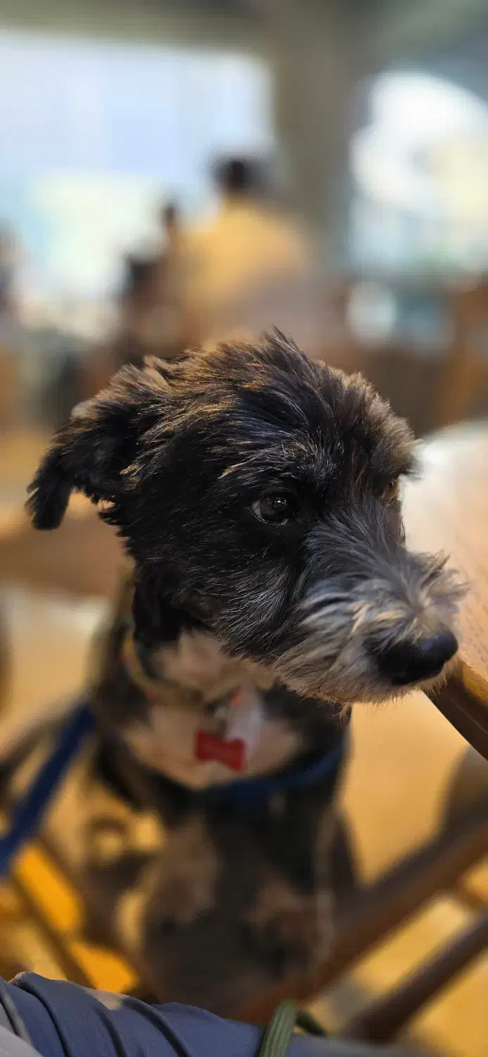 واگذاری رایگان سگ تریر|سگ|رشت, گلباغ نماز|دیوار