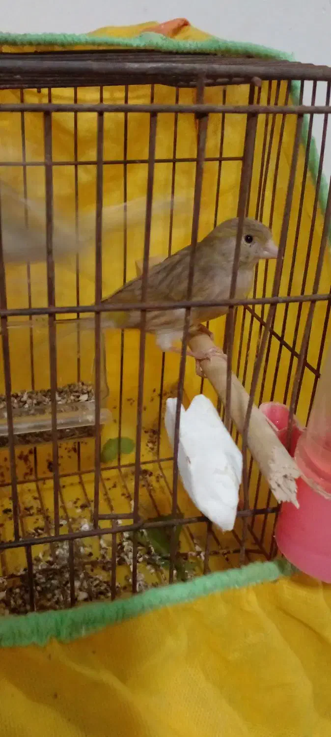 معاوضه قناری با مرغ|پرنده|رامیان, |دیوار