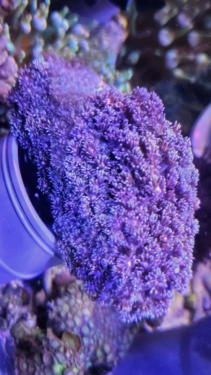 Abshorشقایق سنگ آب شور|کلکسیون و سرگرمی|تهران, جوادیه تهرانپارس|دیوار