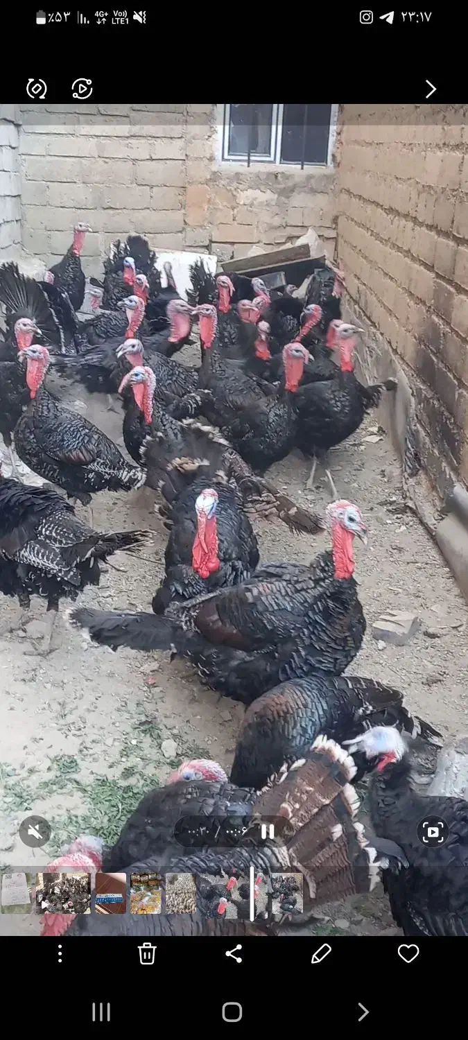 فروش فوری بوقلمون روستای کوسته|حیوانات مزرعه|بوکان, |دیوار