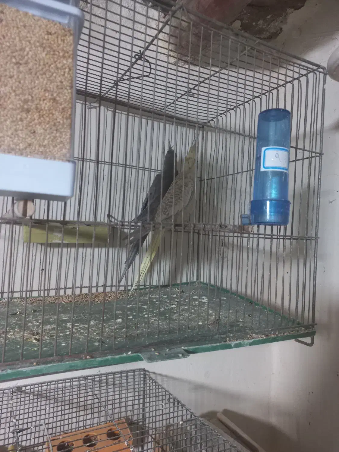 جوجه عروس هلندی|پرنده|اصفهان, آبشار|دیوار