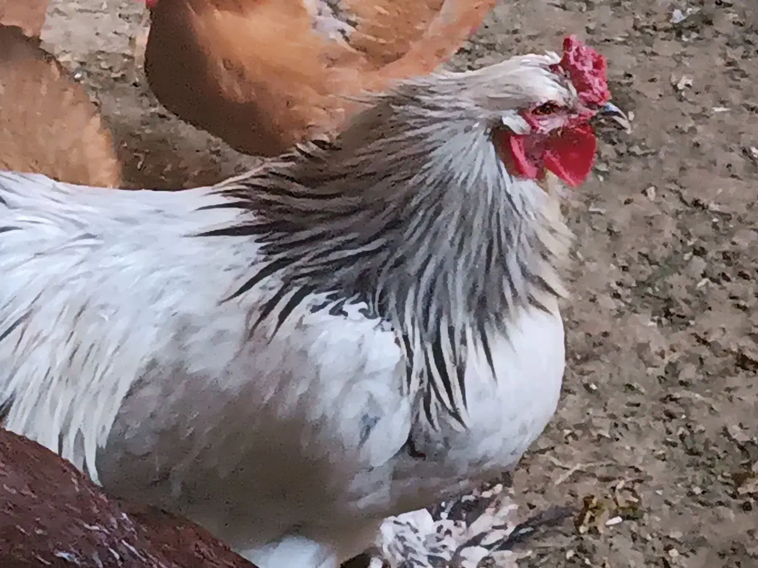 خروس جوجه|حیوانات مزرعه|نقده, |دیوار