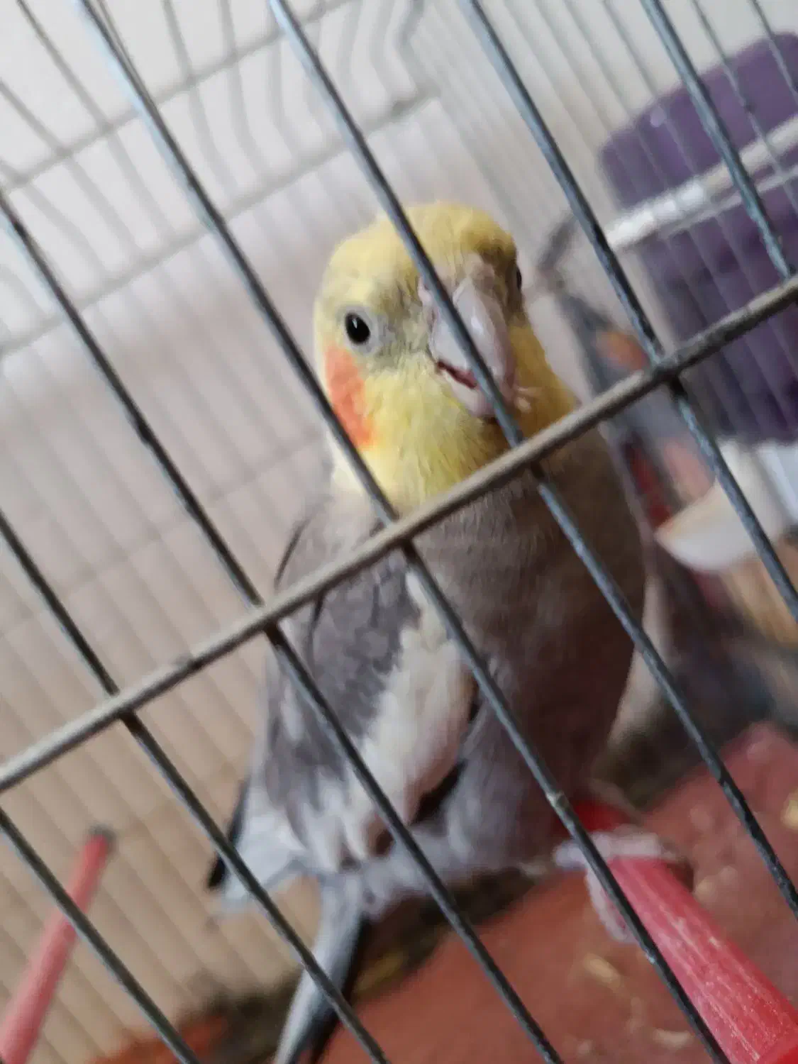 عروس هلندی|پرنده|جهرم, |دیوار