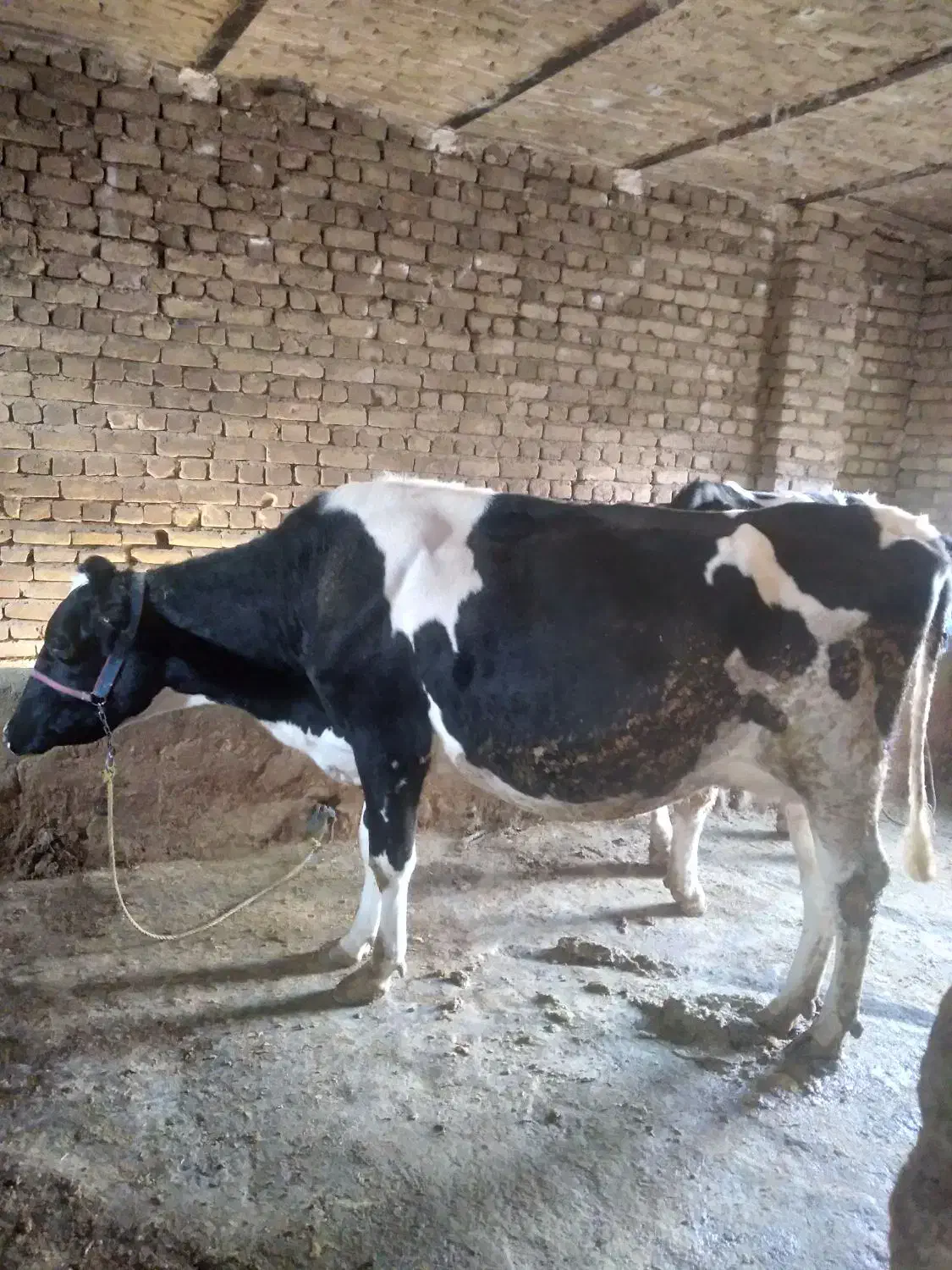 گاو و گوساله|حیوانات مزرعه|بروجرد, |دیوار