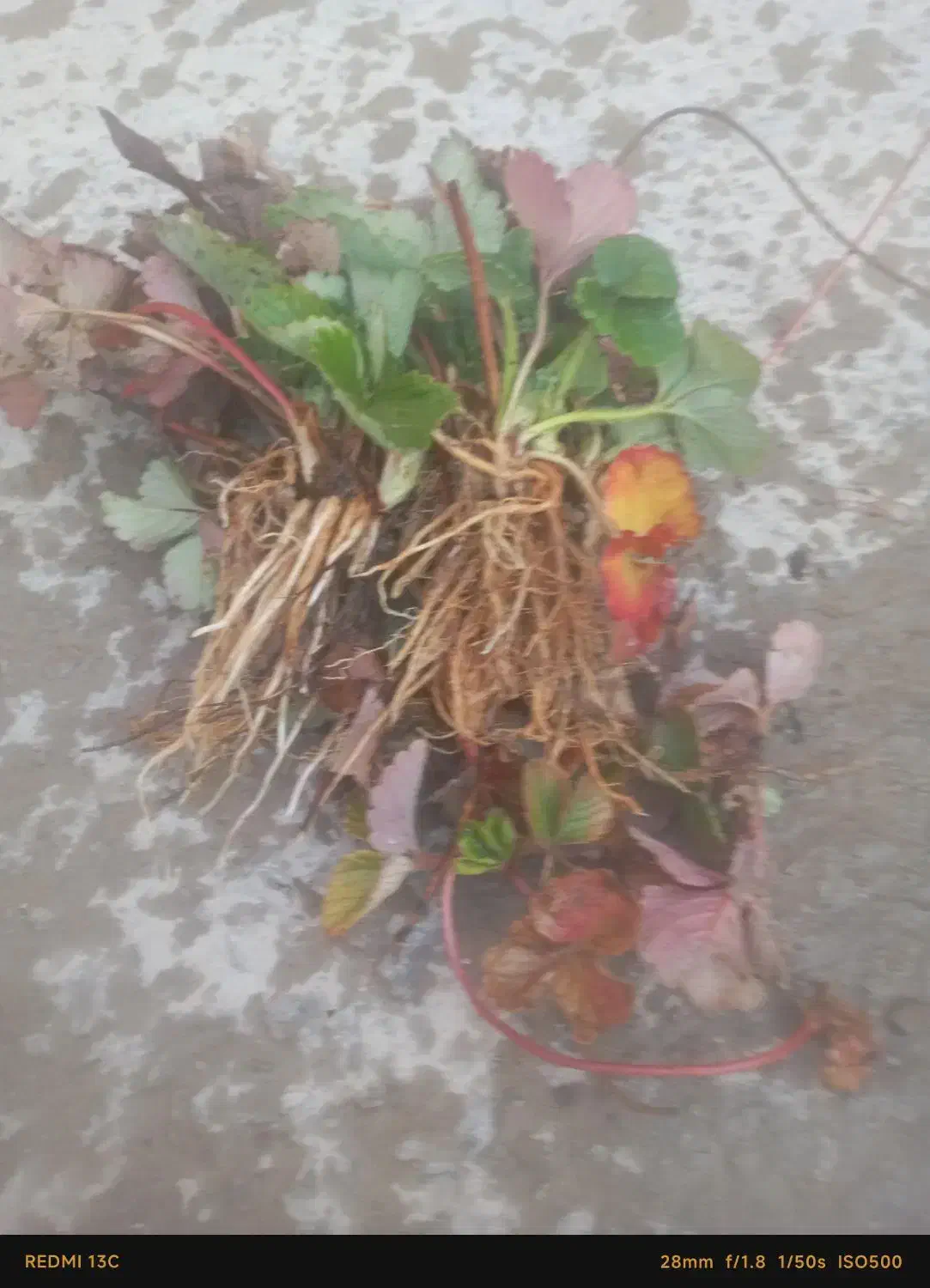 نشاەتوت فرنگی پاروس|گل و گیاه طبیعی|کلاترزان, |دیوار