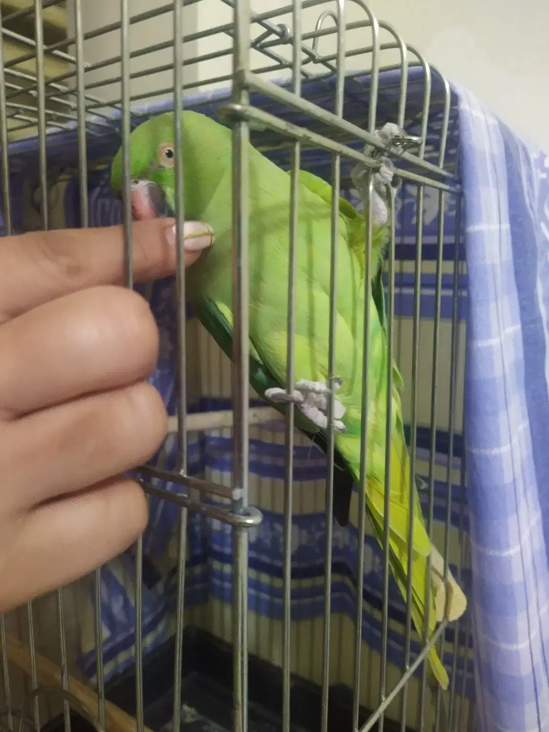 طوطی ملنگو|پرنده|فردیس, شهرک گلها|دیوار