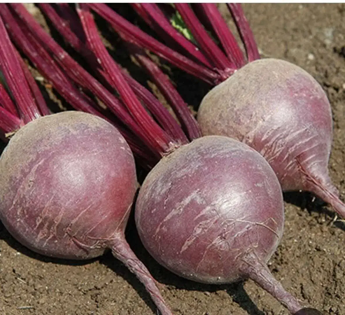 فروش لبوی قرمز|عمده‌فروشی|ترکمانچای, |دیوار