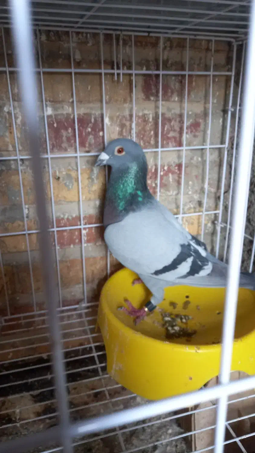 پلاکی عراق|پرنده|بندر امام خمینی, |دیوار