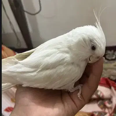 عروس هلندی آلبینو سخنگو فوق دستی|پرنده|مشهد, ایثار|دیوار