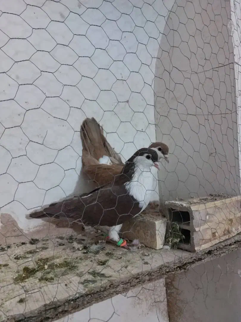 کبوتر اصفهانی|پرنده|یزد, |دیوار