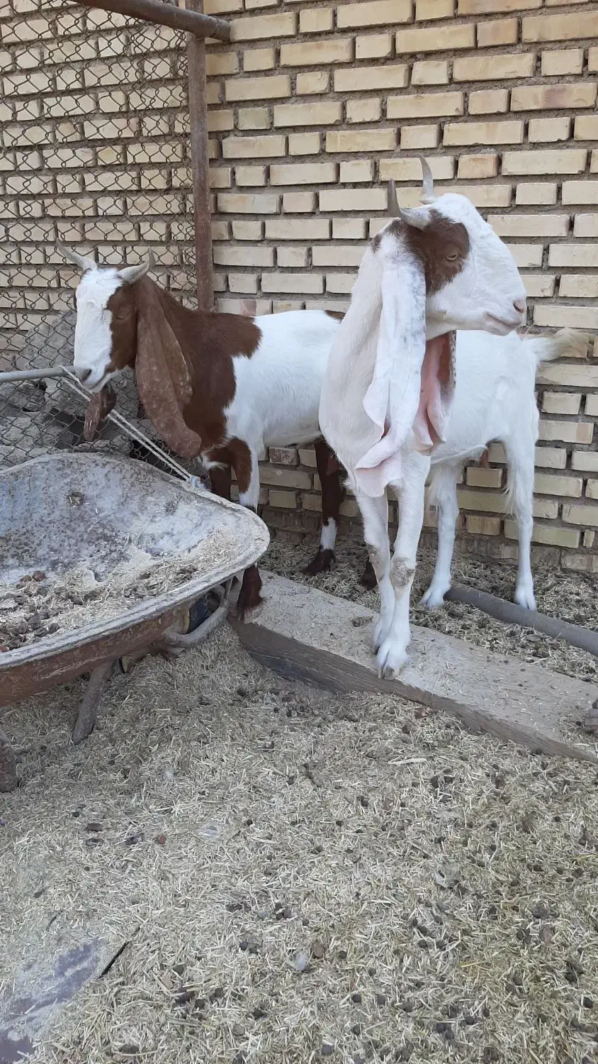 بز گلابی|حیوانات مزرعه|هندیجان, |دیوار