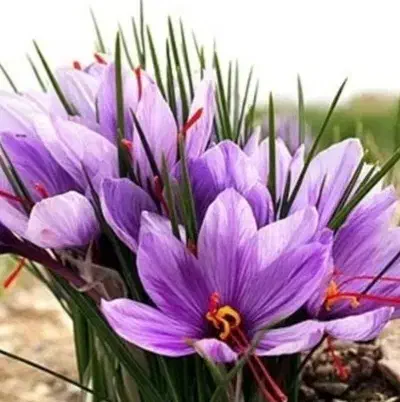 زعفران درجه یک محصول امسال|خوردنی و آشامیدنی|هرسین, |دیوار