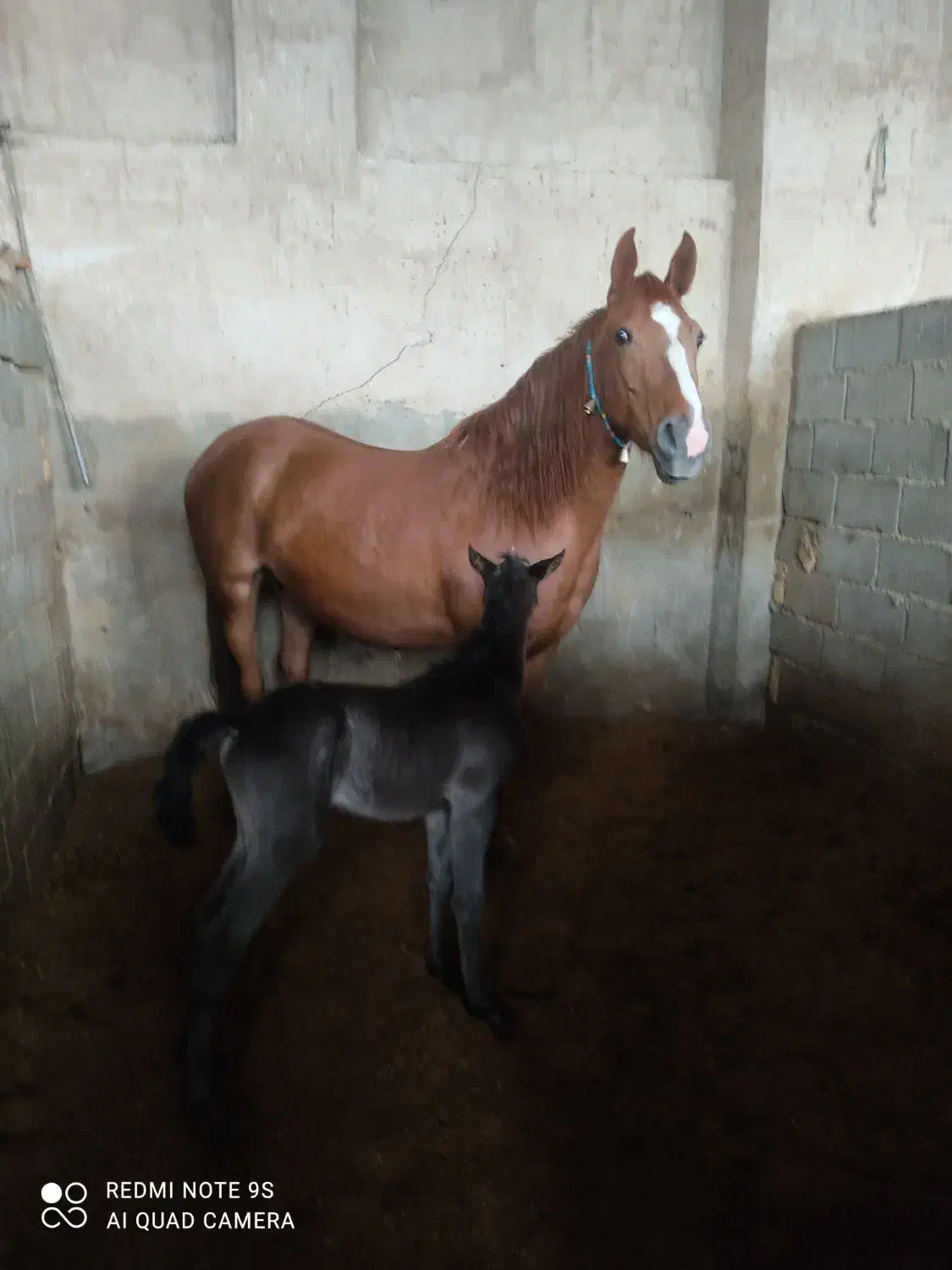 اسب|اسب و تجهیزات اسب‌سواری|اصفهان, عباس‌آباد|دیوار