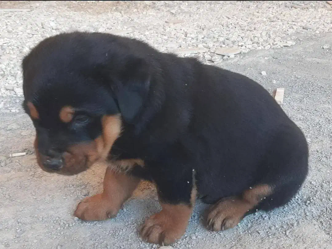 سگ رتوایلر|سگ|بهشهر, |دیوار