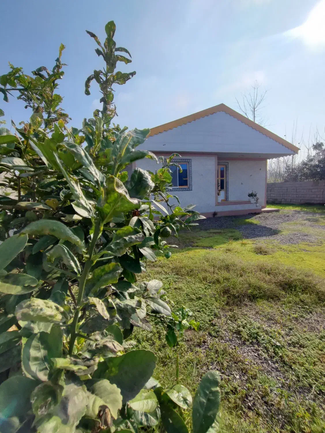 خانه و شالیزار چسب هم /سندتکبرگ منطقه آزاد/۸۳۰۰متر|فروش خانه و ویلا|رشت, گلسار|دیوار