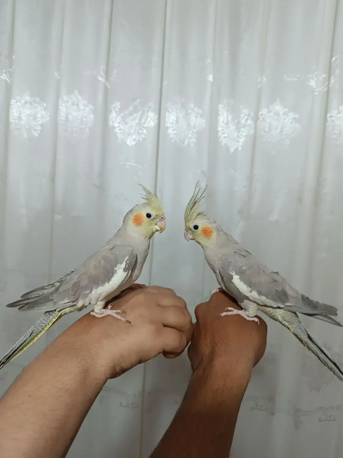 عروس هلندی|پرنده|مشهد, باغ فراگرد|دیوار