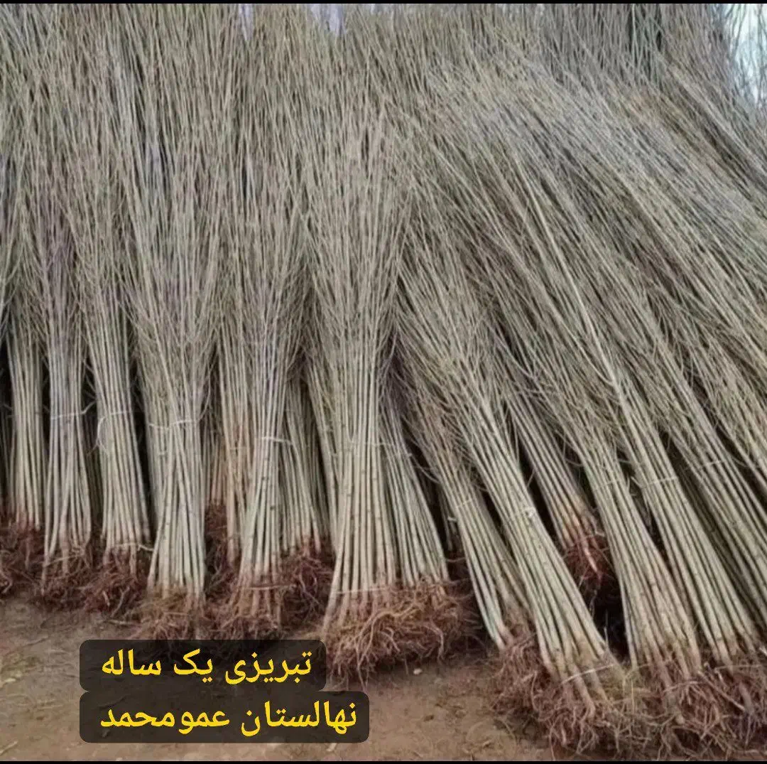 صنوبر / پسته پیوندی/ عناب /|خدمات باغبانی و درختکاری|کبودرآهنگ, |دیوار