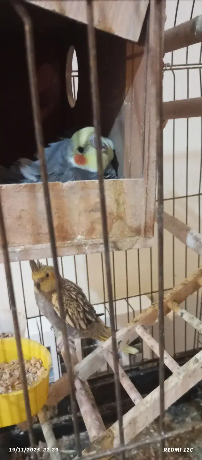 فروشی|پرنده|پردیس, فاز ۲|دیوار