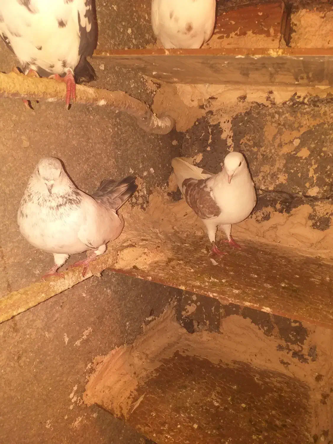 5عدد کبوتر|پرنده|مریوان, |دیوار